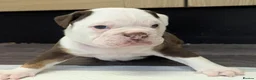 Olde English Bulldogge dogs for sale: 6 Olde English Bulldog puppies in Barry - Advert 11