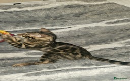Bengal cats for sale: SHOW QUALITY BABIES  in Andover - Image 10