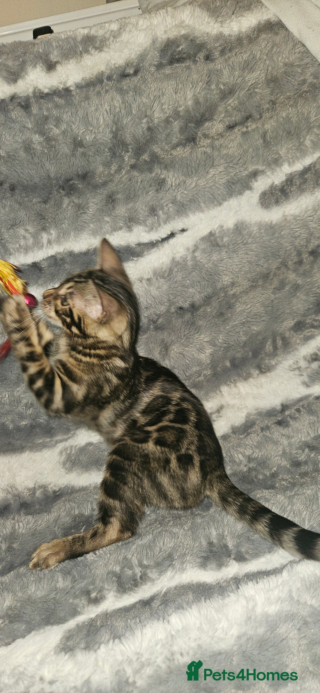 Bengal cats for sale: SHOW QUALITY BABIES  in Andover - Image 10
