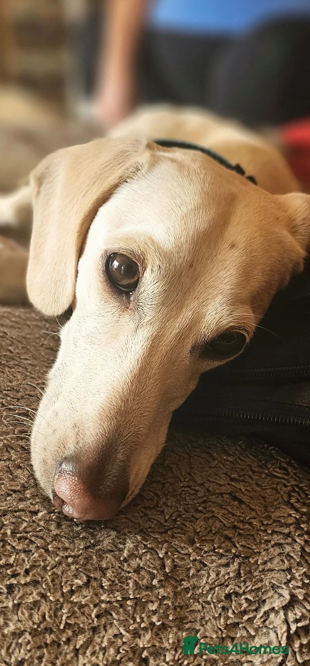 Dachshund dogs for stud: BRADLEY 'COOPER..KC ICEBERG  in Chichester - Advert 5