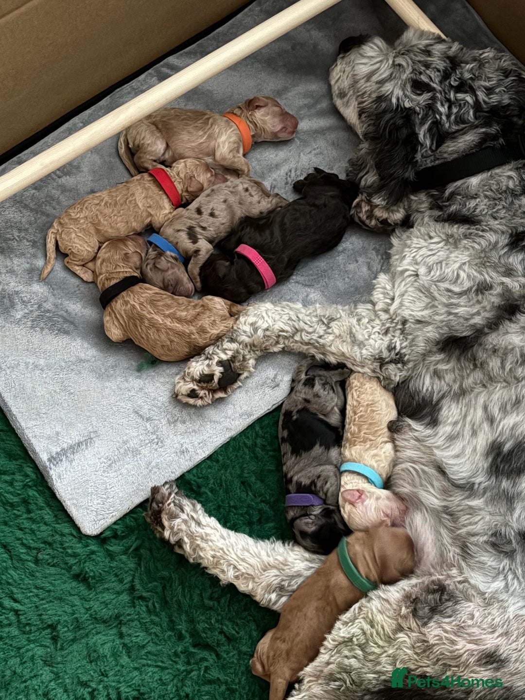 Cockapoo dogs for sale: 🎅🏻  ** ’s Little Cockapoos 🎅🏻 - Advert 1