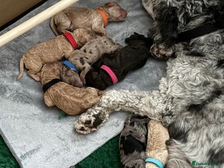 Cockapoo dogs 🎅🏻 Santa’s Little Cockapoos 🎅🏻 - Advert 1