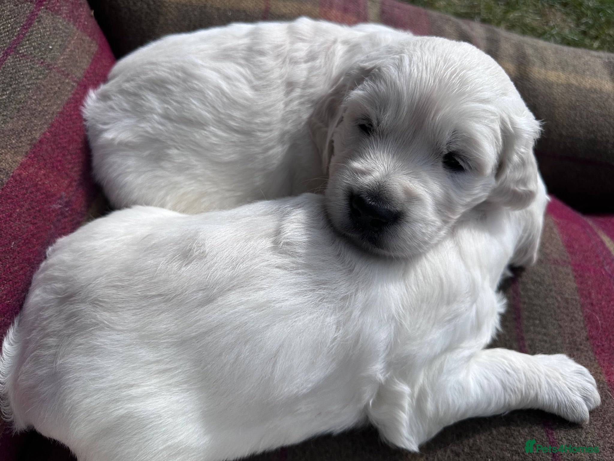 Golden Retriever dogs Superb Golden Retriever Kennel Club Registered  - Advert 1