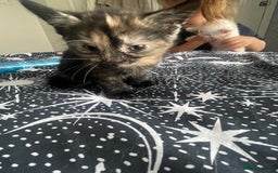 Domestic Shorthair cats for sale: Beautiful fluffy kitten  - Image 3