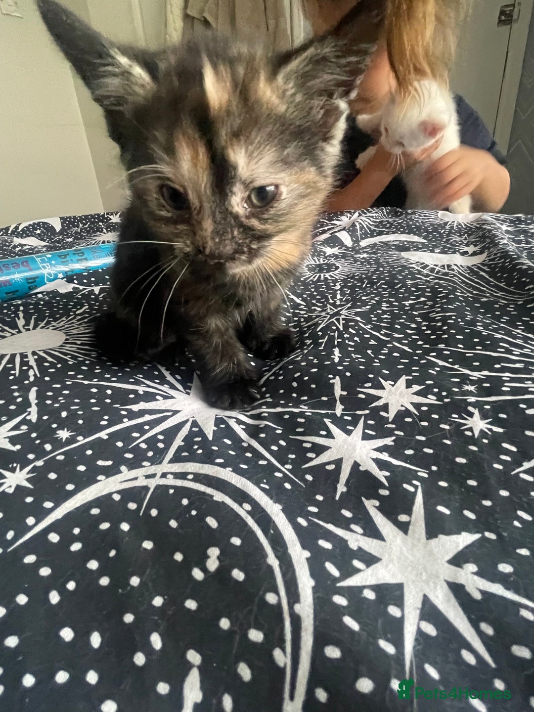 Domestic Shorthair cats for sale: Beautiful fluffy kitten  - Image 3