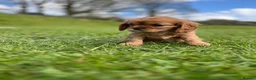 Cavalier King Charles Spaniel dogs for sale: KCR Cavalier King Charles Spaniel Puppies - Advert 17