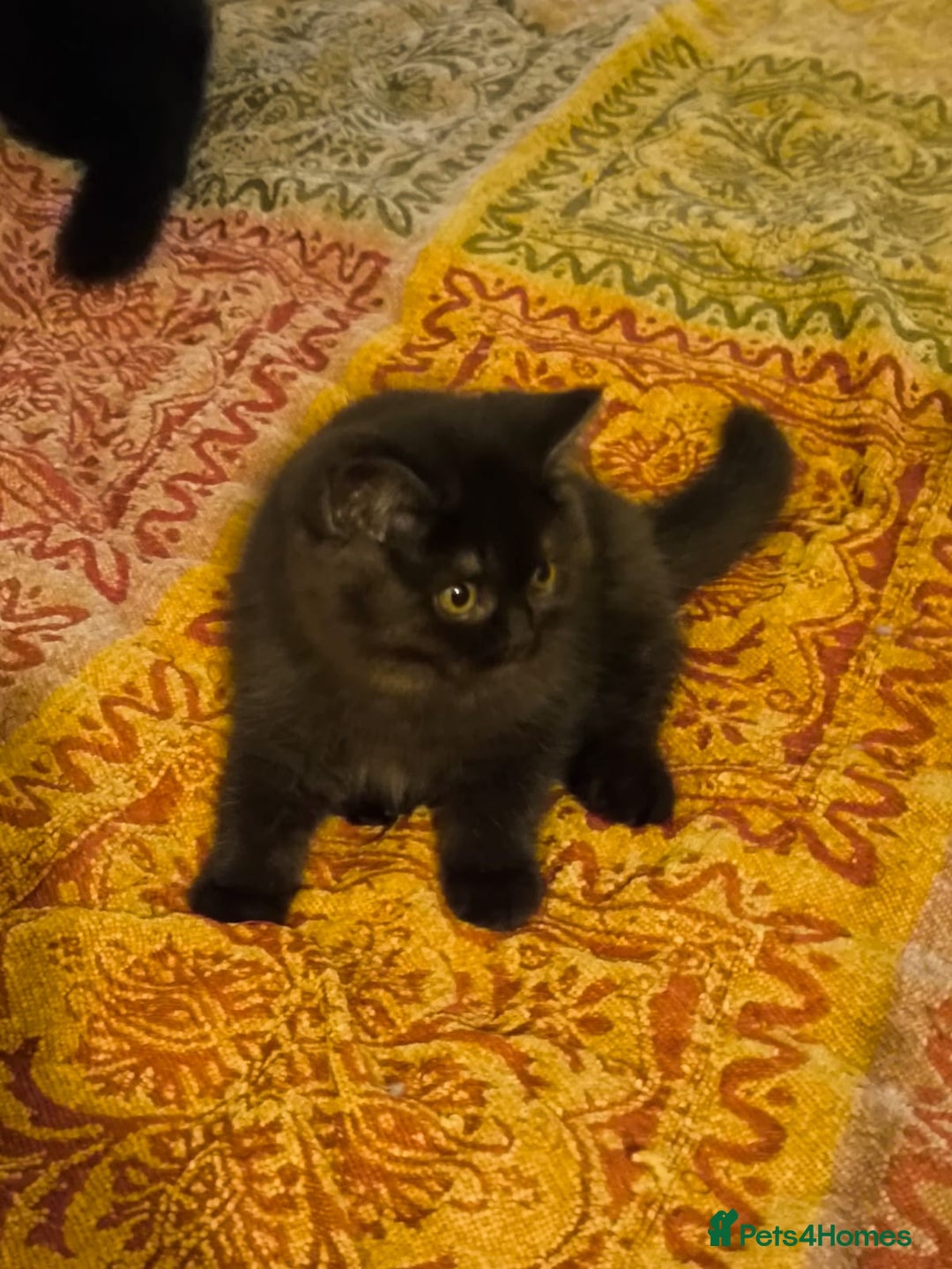 British Shorthair cats for sale: Last blue girl  BSH TICA  registered  - Advert 28