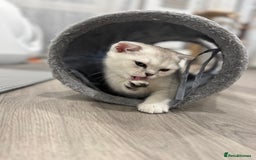 Scottish Fold cats for sale: 🐱 One boy left 🐱 Open for offers ❤️ - Image 23