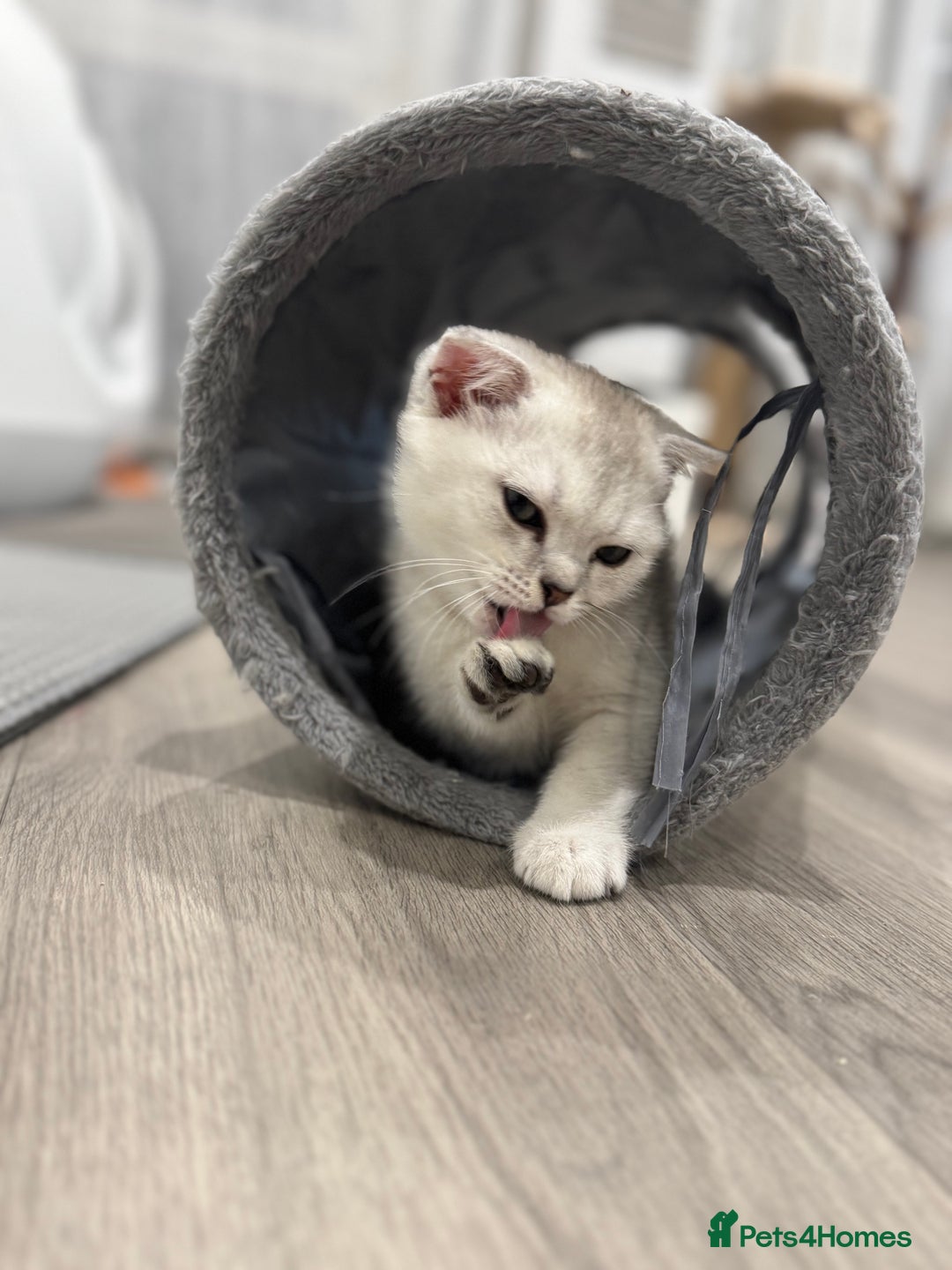 Scottish Fold cats for sale: 🐱 One boy left 🐱 Open for offers ❤️ - Image 23