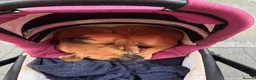Mixed Breed dogs for sale: Mastiff x Staffy pups - Advert 5