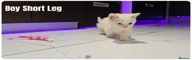 Munchkin short legs british Shorthair