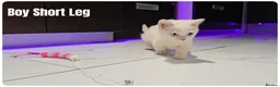 British Shorthair cats for sale: British Blue & Munchkin Kittens & Scottish Fold - Advert 4