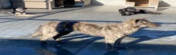 Mixed Breed dogs for adoption: Liv, 3 yrs old approx. Available for adoption. in Brixham - Advert 6