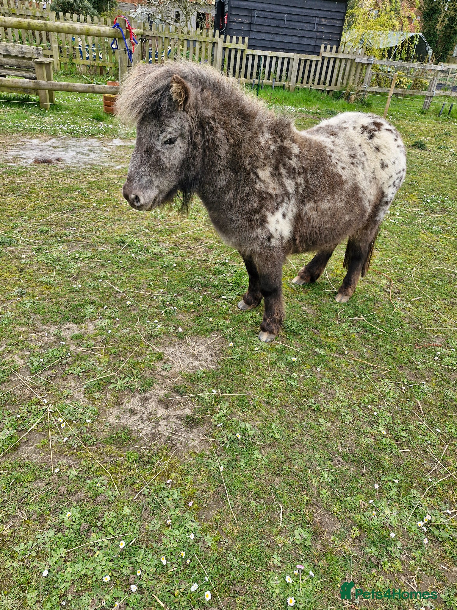 Miniature horses Dotty- Spellbound Enchanted Dreams - Advert 1