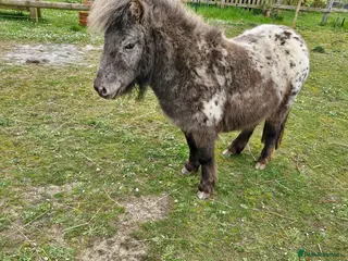 Miniature horses Dotty- Spellbound Enchanted Dreams - Advert 1