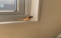 Canaries birds for sale: Harlequin canary  - Image 6