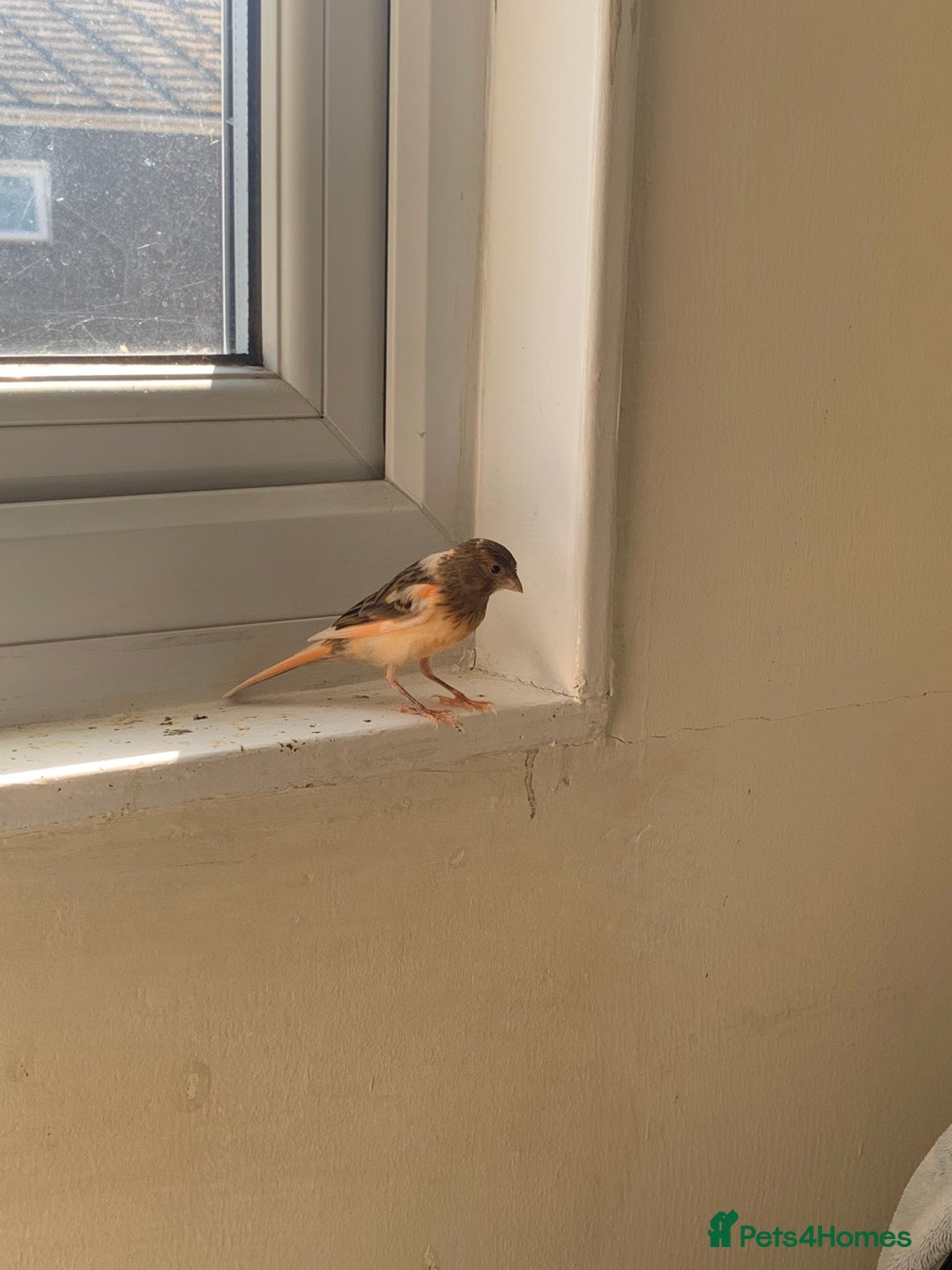 Canaries birds for sale: Harlequin canary  - Image 6