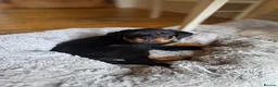 Rottweiler dogs for stud: KC Registered Health Tested Rottweiler Stud - Advert 12