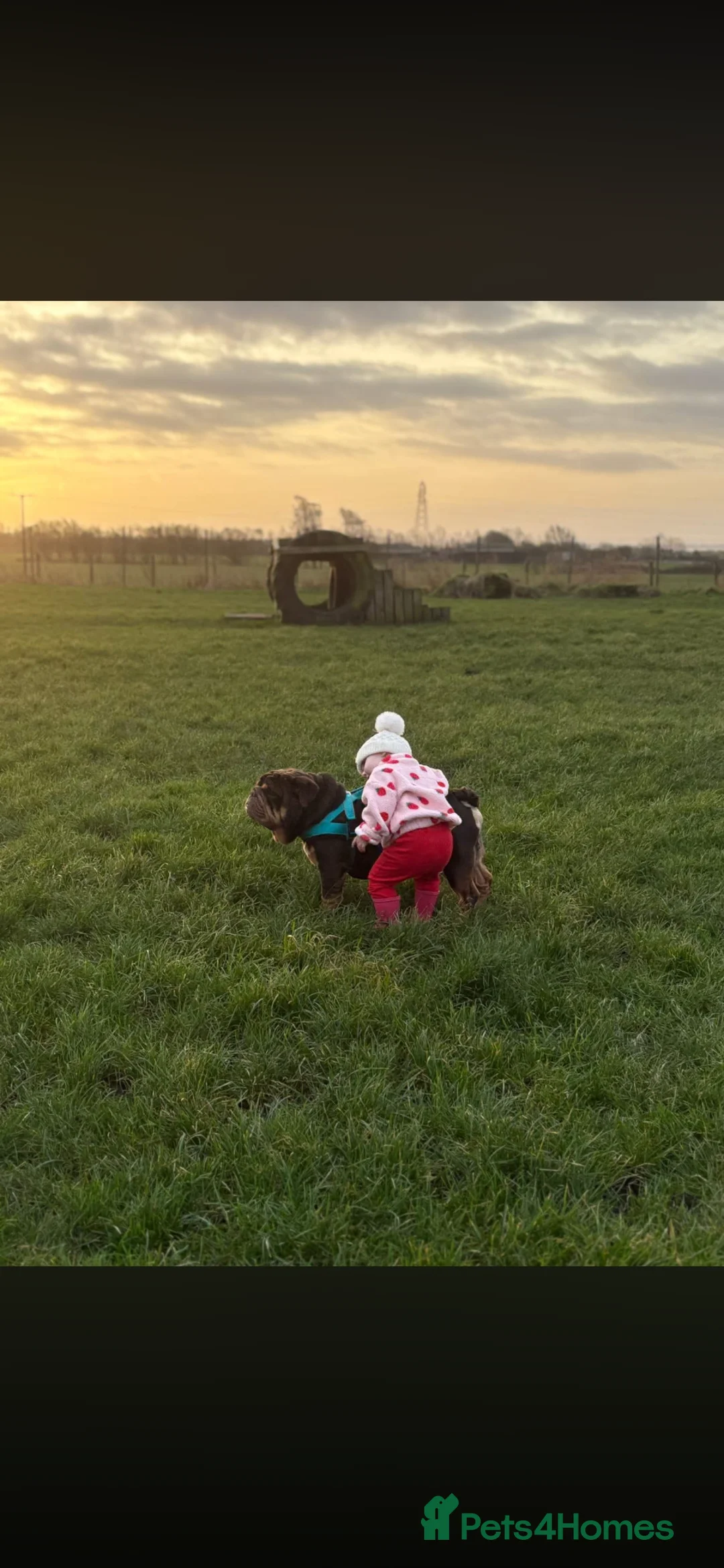 English Bulldog dogs for stud: 🔥🏴󠁧󠁢󠁳󠁣󠁴󠁿English bully STUD🏴󠁧󠁢󠁳󠁣󠁴󠁿🔥 - Advert 5