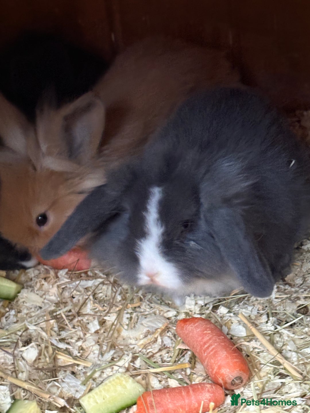 Mini Lop rabbits for sale: Mini lop baby rabbits for sale. - Advert 5