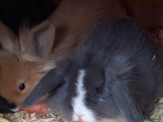 Mini Lop rabbits Mini lop baby rabbits for sale. - Advert 6