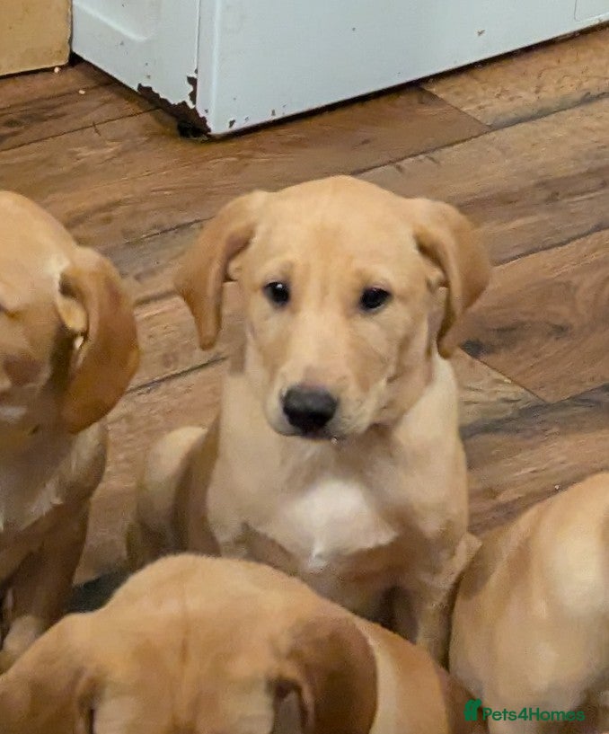 Labrador Retriever dogs Red and golden labs  - Advert 8
