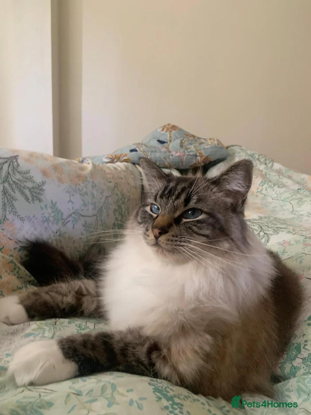 Ragdoll cats for sale: Ragdoll Boy needs Rehoming - Advert 5