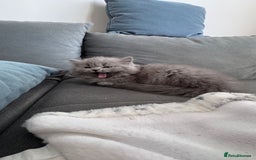 British Longhair cats for sale: British longhair ready for home in Watford - Image 11
