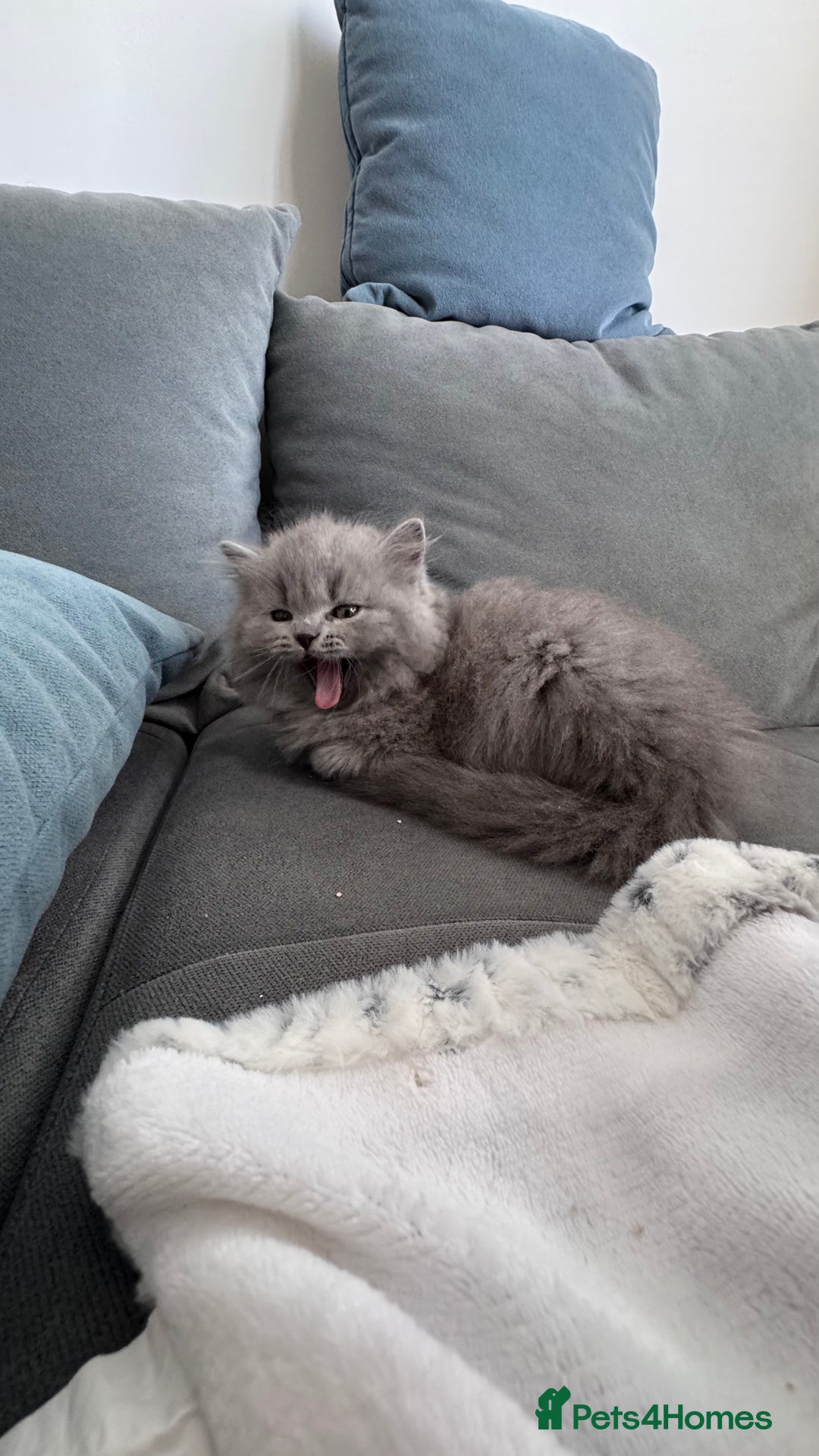 British Longhair cats for sale: British longhair ready for home in Watford - Image 11