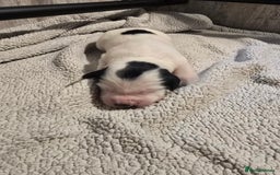 Mixed Breed dogs for sale: Cocker/collie mix puppys - Image 2