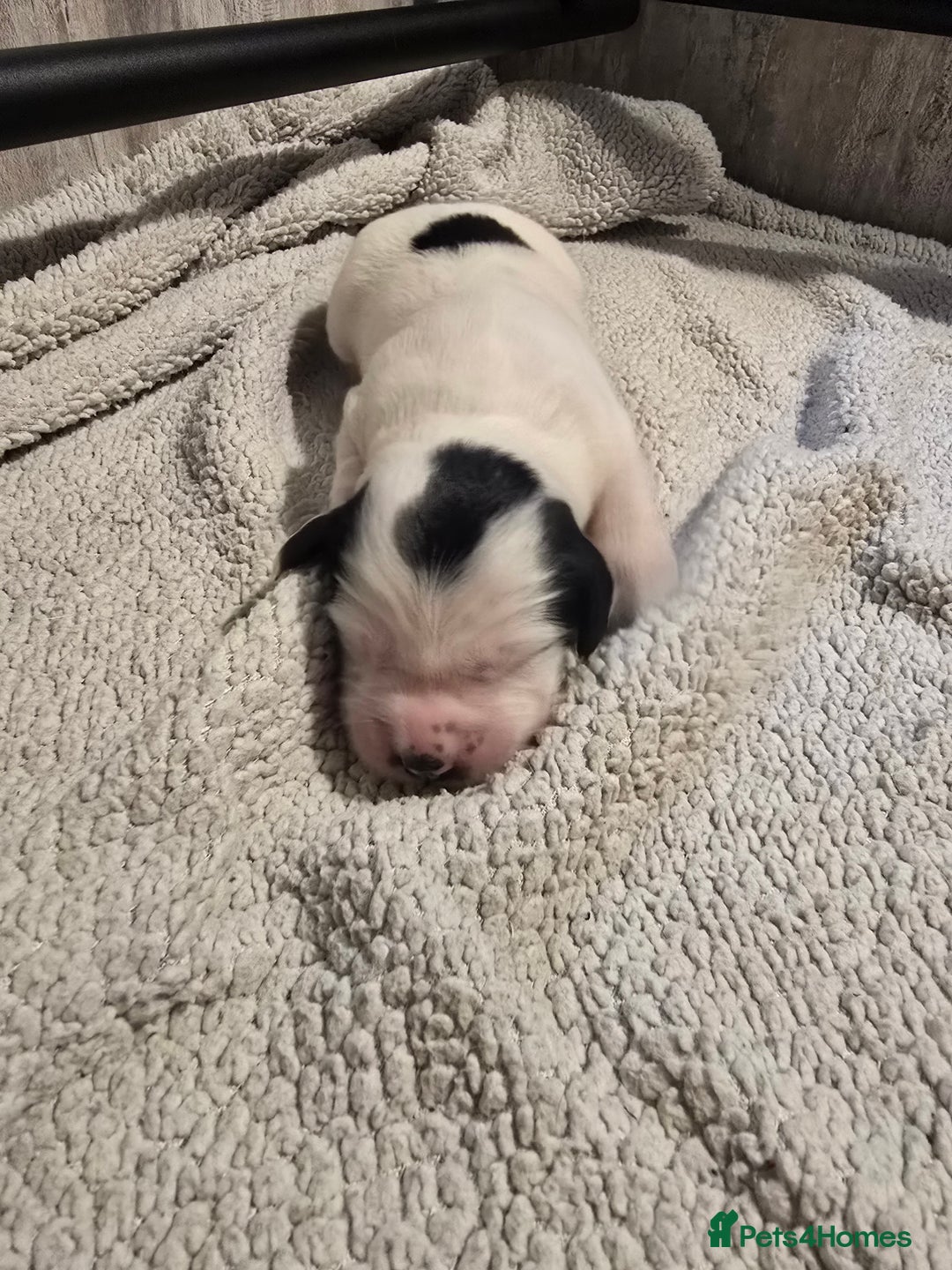 Mixed Breed dogs for sale: Cocker/collie mix puppys - Image 2