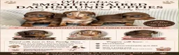 Miniature Dachshund dogs for sale: Miniature Dachshund puppies - Advert 1