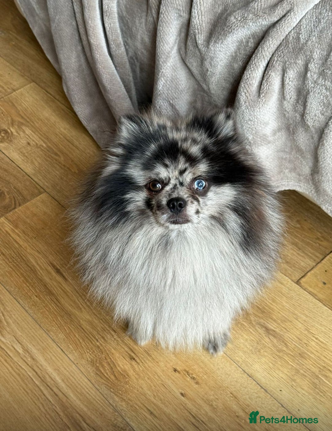 Pomeranian dogs for sale: Adult merle boys  - Advert 6
