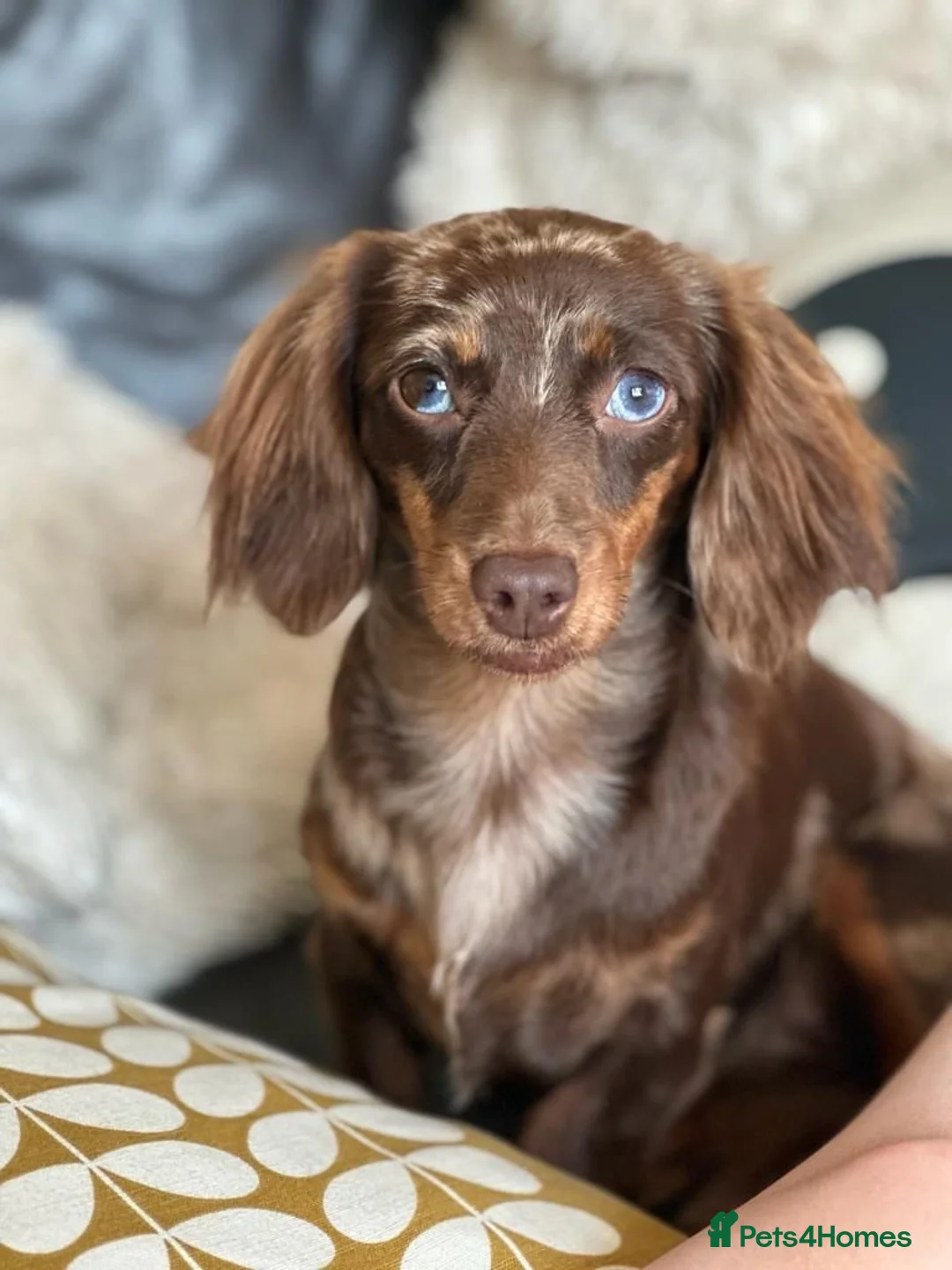 Miniature Dachshund dogs for stud: 👑 Lady Florence Seeks Rendezvous With Bachelor 👑 - Advert 12