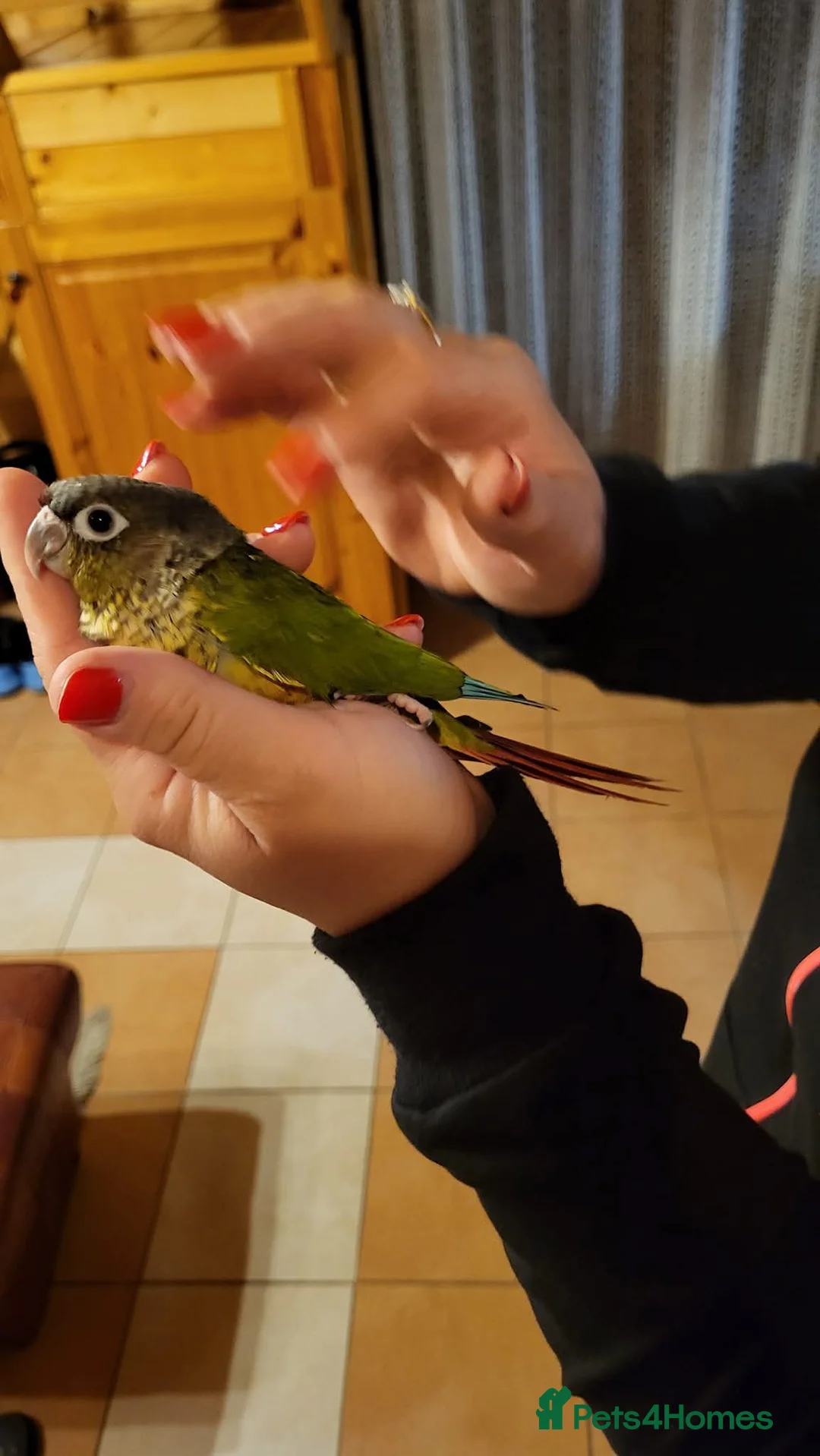 Conures birds for sale: Pineapple and cinnamon green cheek conures - Advert 1