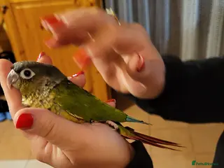 Conures birds Pineapple and cinnamon green cheek conures - Advert 2