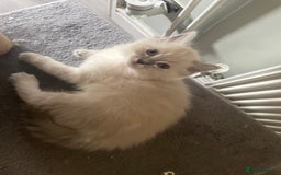 Ragdoll cats for sale: Ragdoll kittens   in Southampton - Image 15