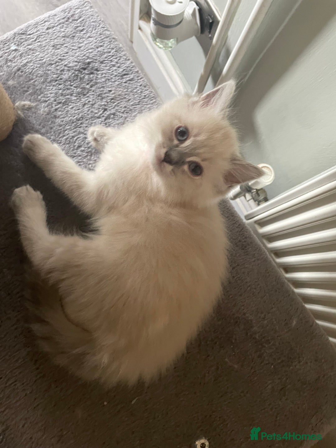 Ragdoll cats for sale: Ragdoll kittens   in Southampton - Image 15