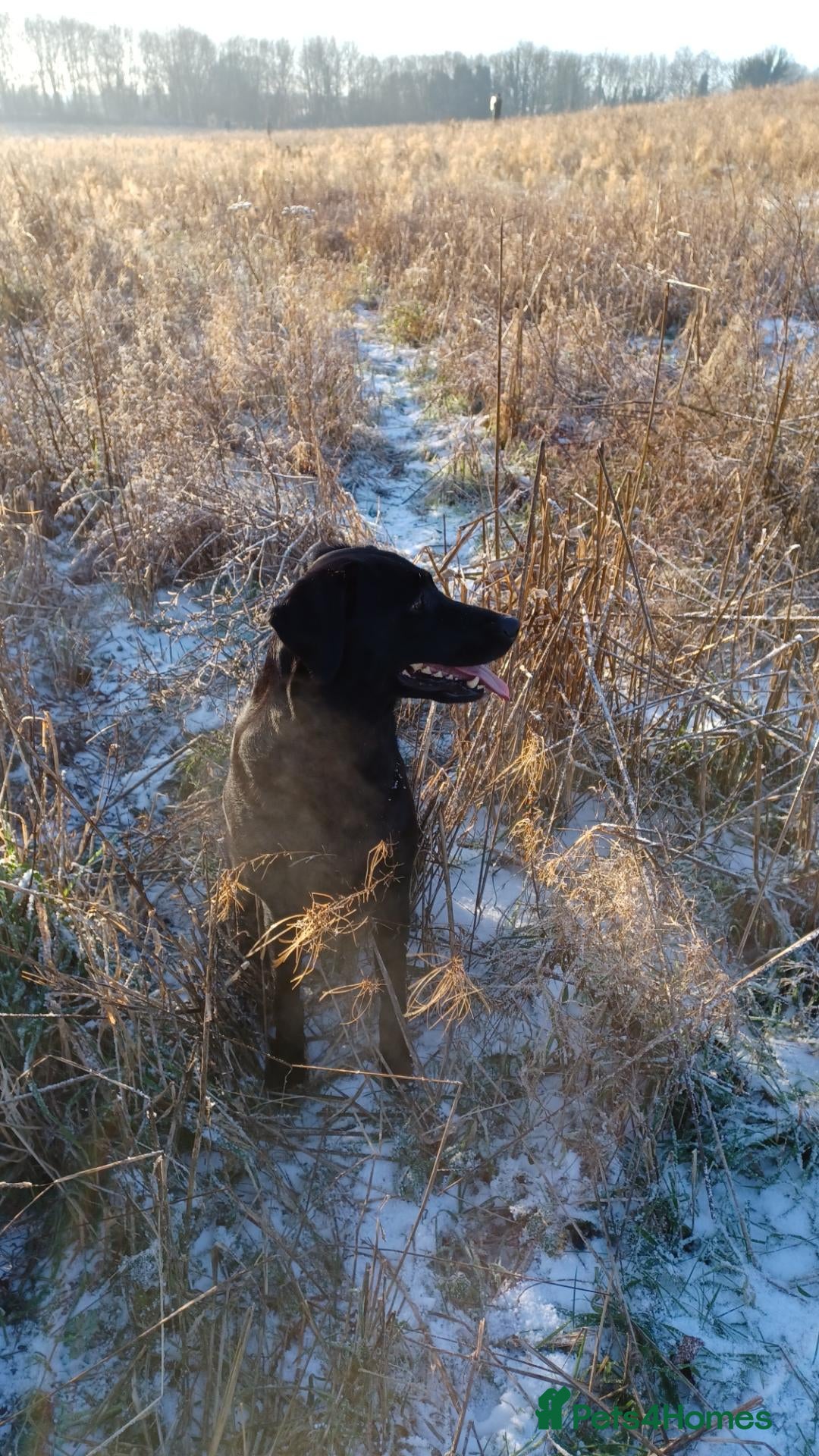 Labrador Retriever dogs for sale: KC Registered Working Labrador litter - Advert 1
