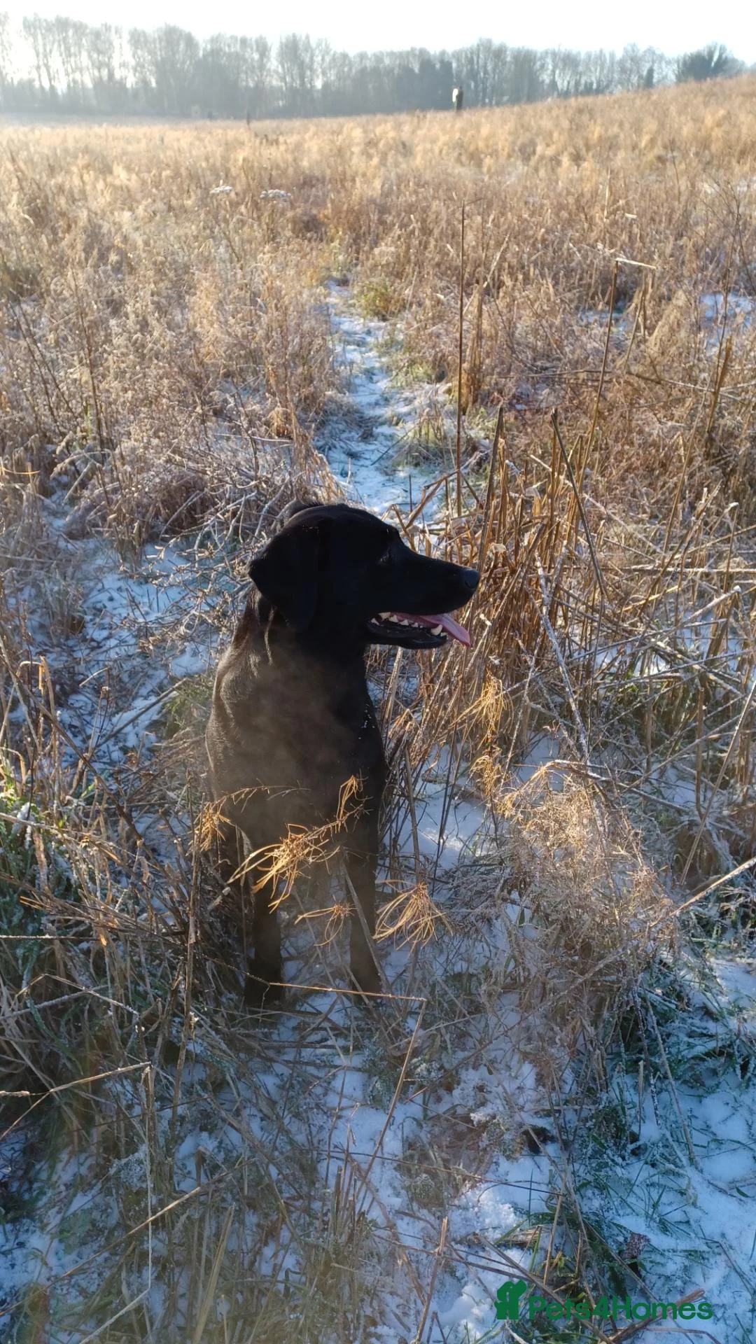 Labrador Retriever dogs for sale: KC Registered Working Labrador litter in Stockton-on-Tees - Advert 1