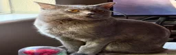 British Shorthair cats for sale: Lovely Male British Shorthair - Advert 6