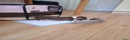 Dachshund dogs for sale: Minature dachshound puppies in Bedlington - Advert 7
