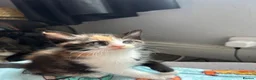 Mixed Breed cats for sale: 2 female kittens available  - Advert 6
