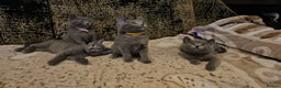 Russian Blue cats for sale: **TICA full pedigree Russian Blue kittens - Advert 18