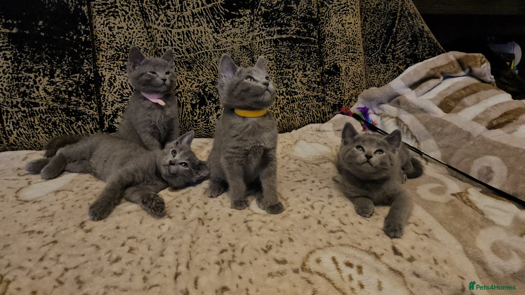 Russian Blue cats for sale: **TICA full pedigree Russian Blue kittens - Advert 18