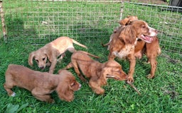 Cocker Spaniel dogs for sale: Working type cocker spaniel boys - Image 14