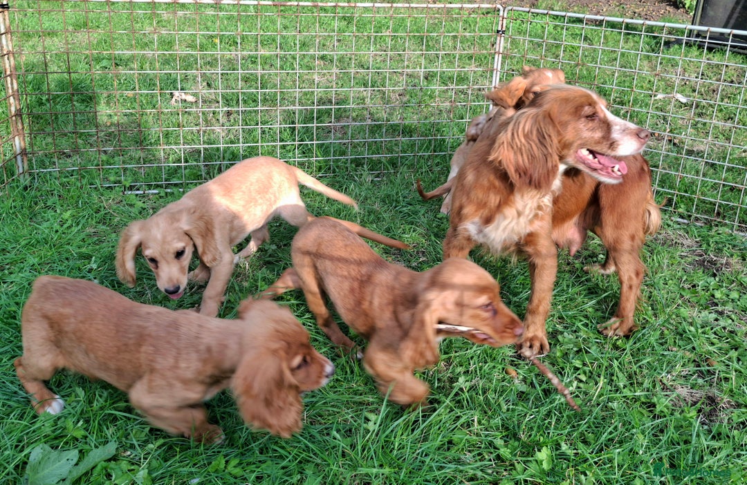 Cocker Spaniel dogs for sale: Working type cocker spaniel boys - Image 14