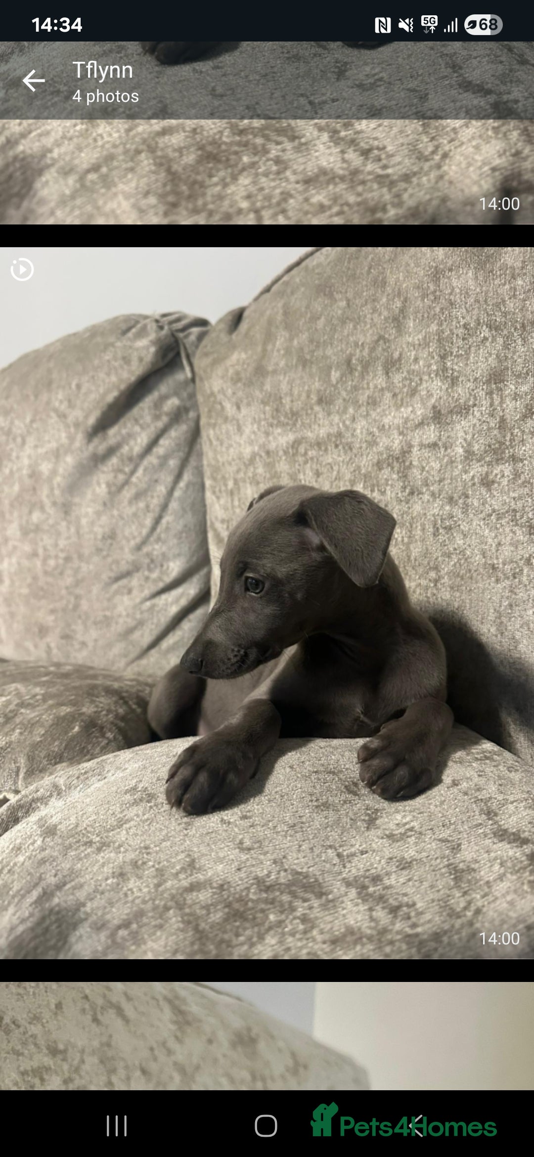 Whippet dogs for sale: CHAMPION SHOW BLOOD KC WHIPPET PUPS - Advert 15