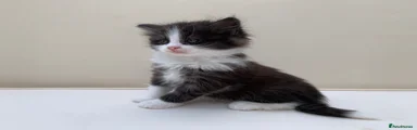 Mixed Breed Kitten 1
