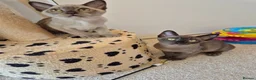 Burmese cats for sale: Pedigree Burmese Kittens - Advert 17